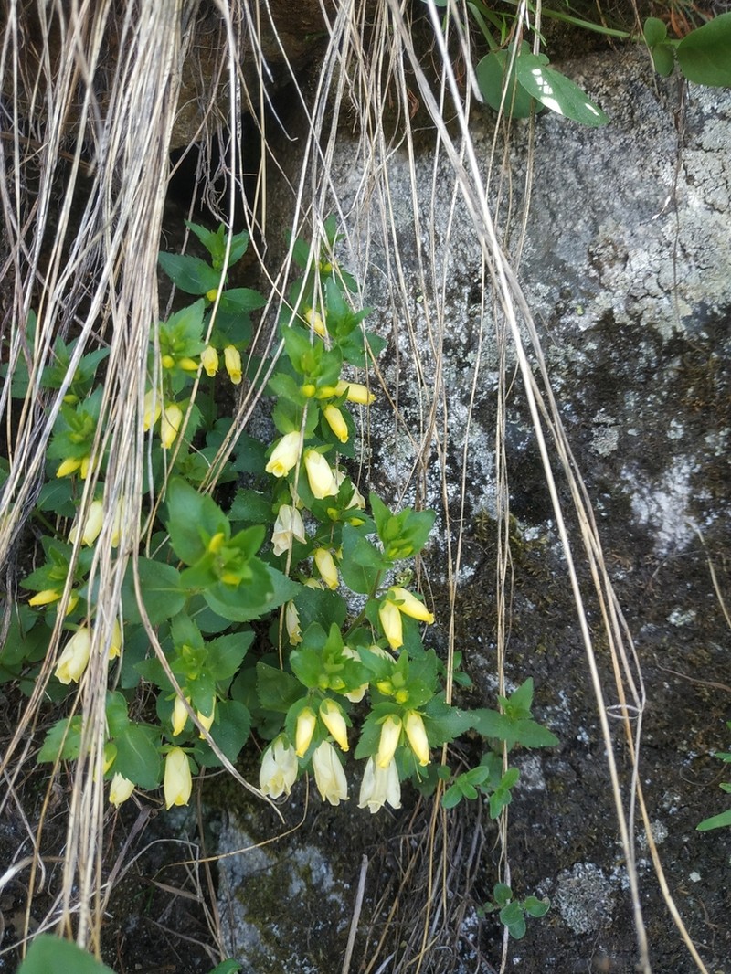 Veronica pontica photo 6