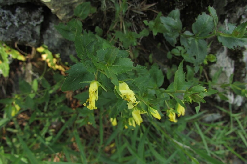 Veronica pontica photo 7