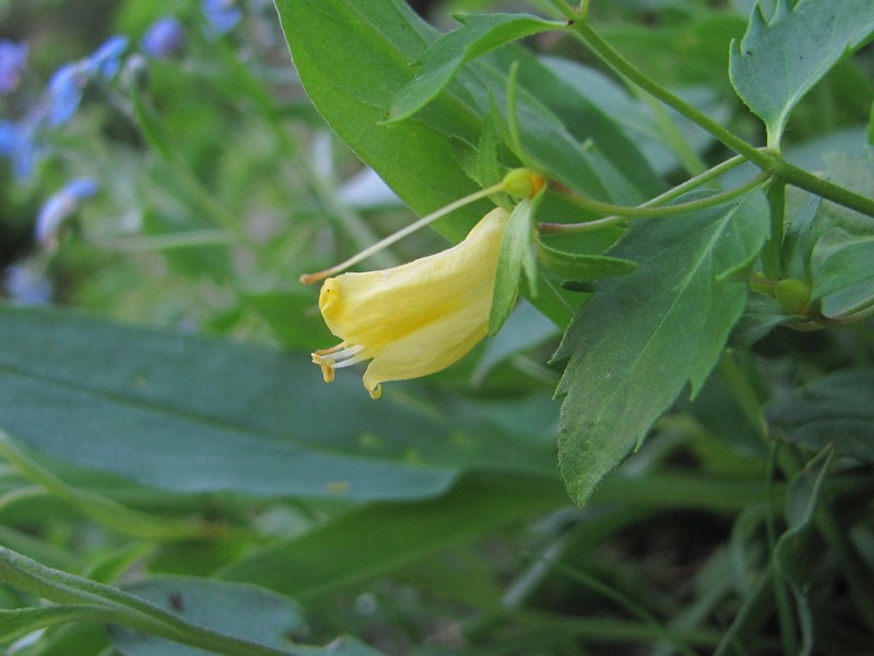 Veronica pontica photo 8