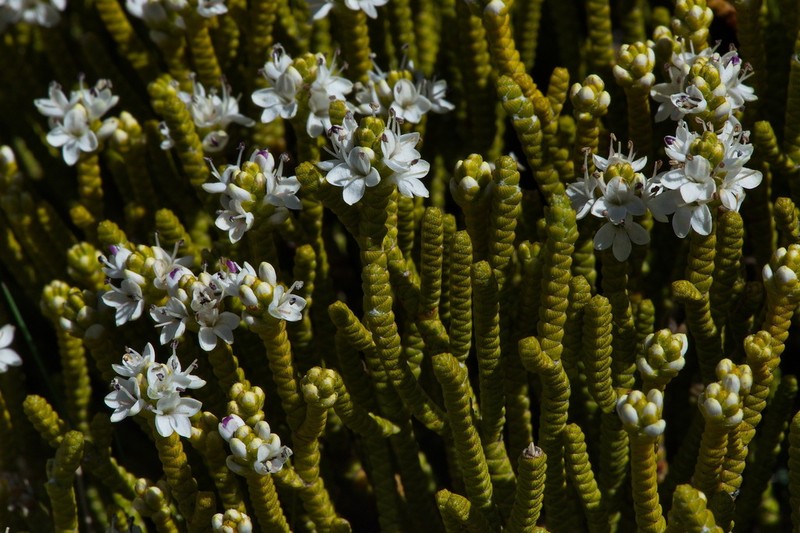 Veronica poppelwellii