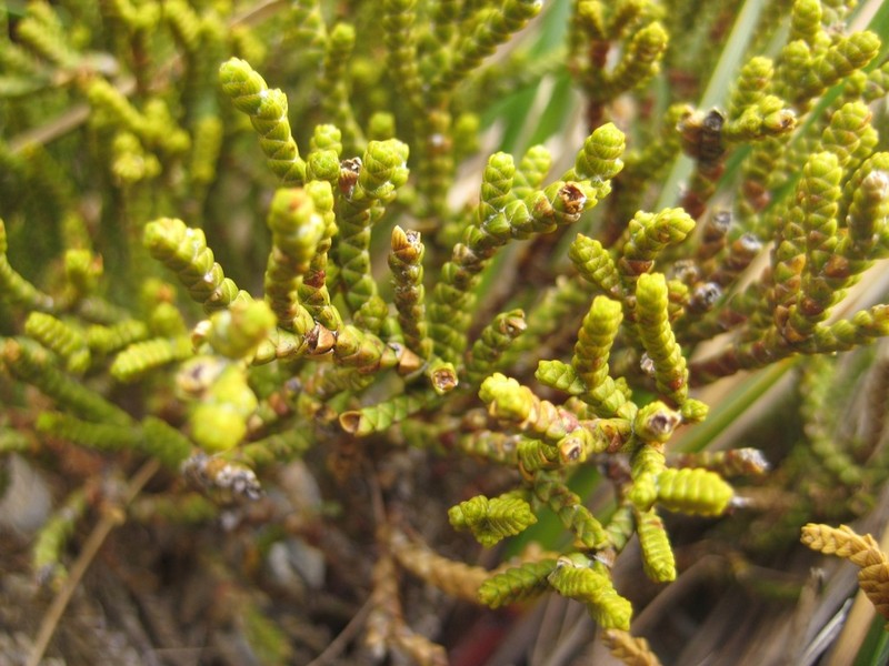 Veronica poppelwellii photo 2