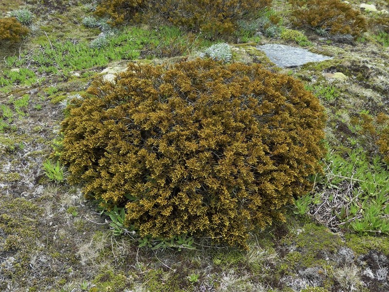 Veronica poppelwellii photo 3