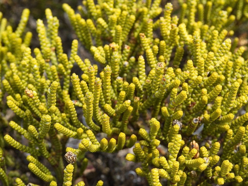 Veronica poppelwellii photo 4
