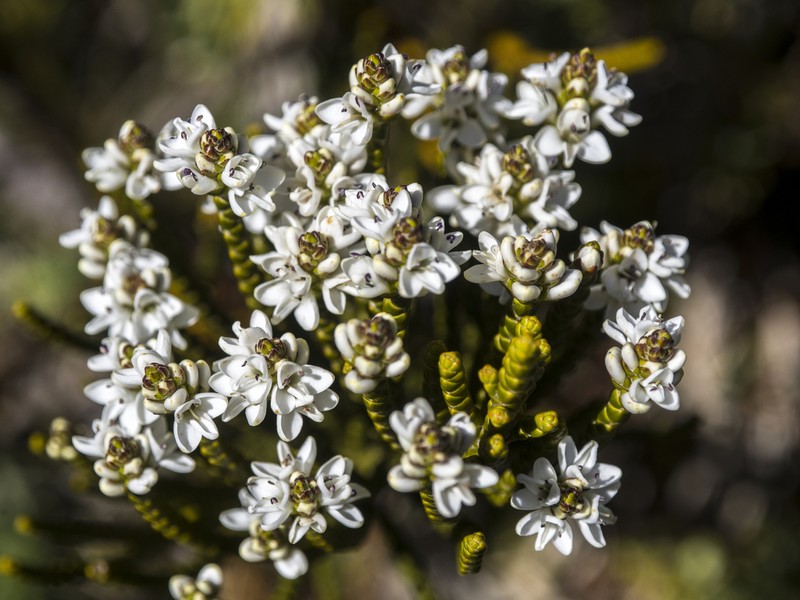 Veronica poppelwellii photo 5
