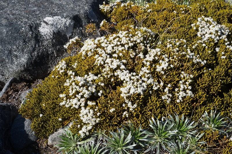 Veronica poppelwellii photo 6
