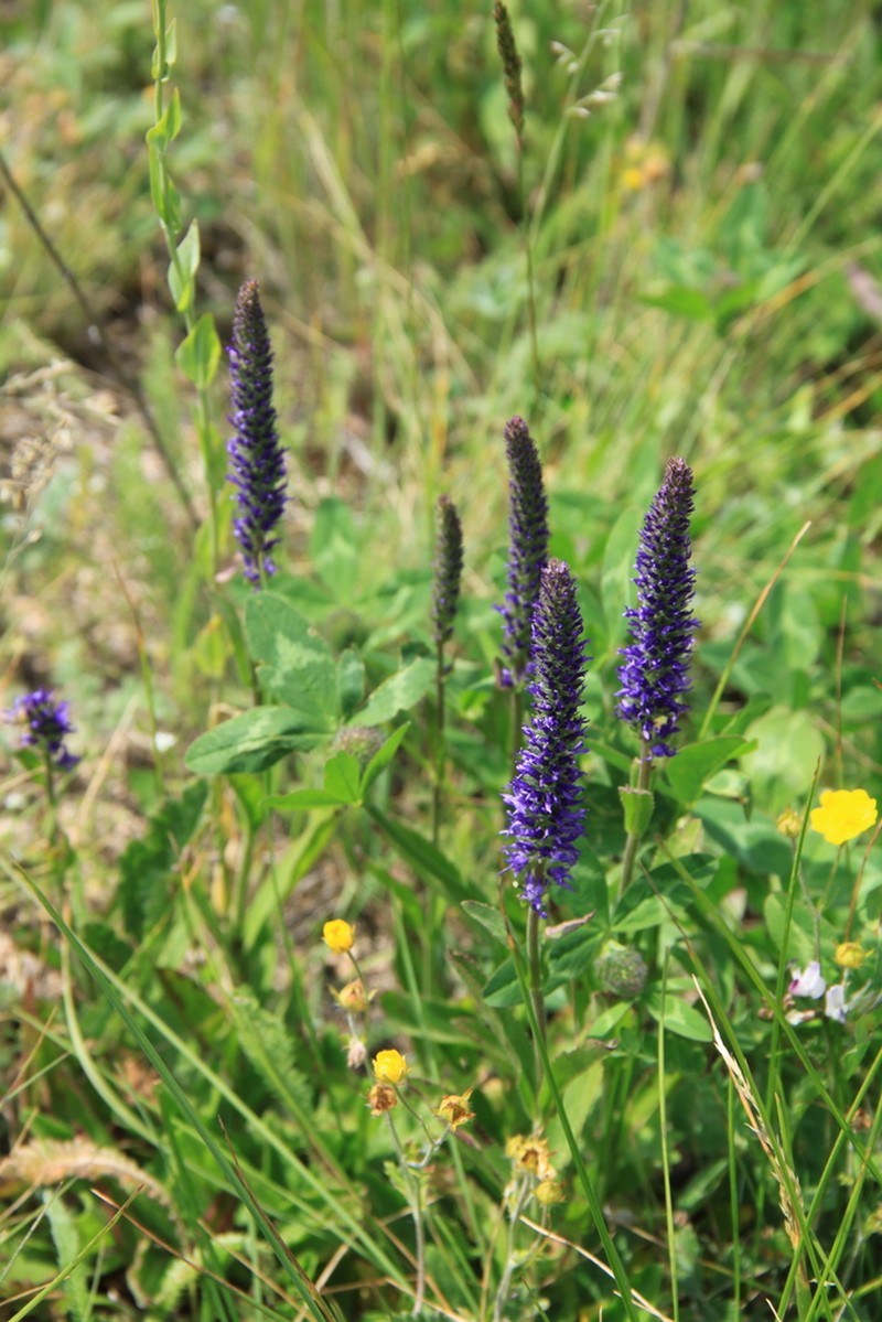Veronica porphyriana