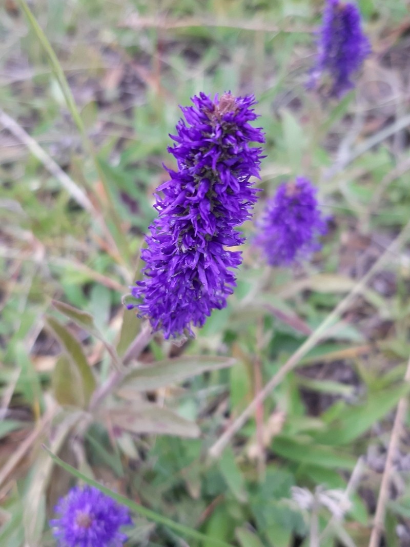 Veronica porphyriana photo 2