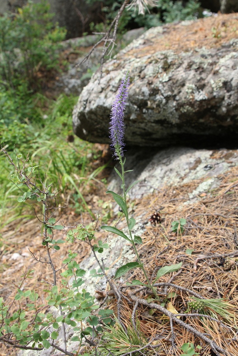 Veronica porphyriana photo 3
