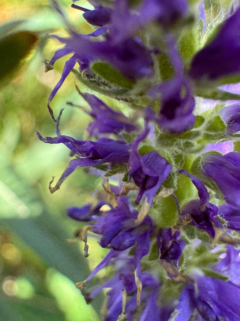 Veronica porphyriana photo 4