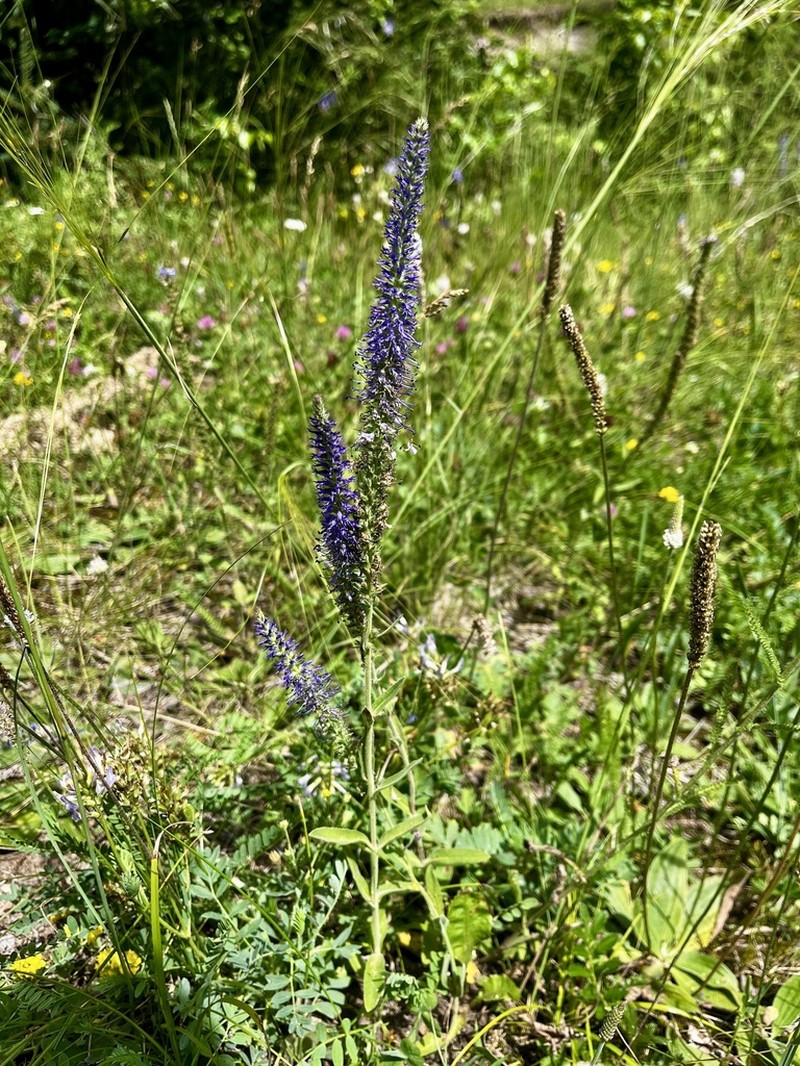 Veronica porphyriana photo 5