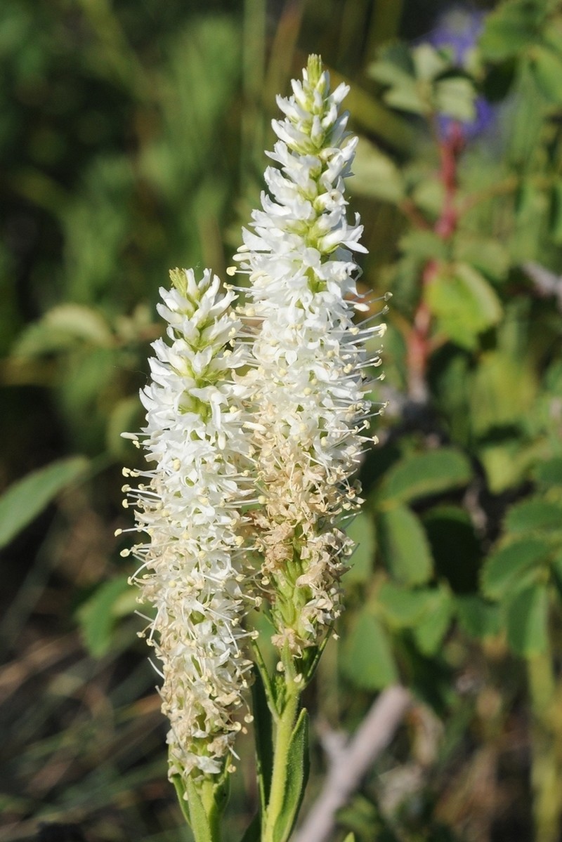 Veronica porphyriana photo 6