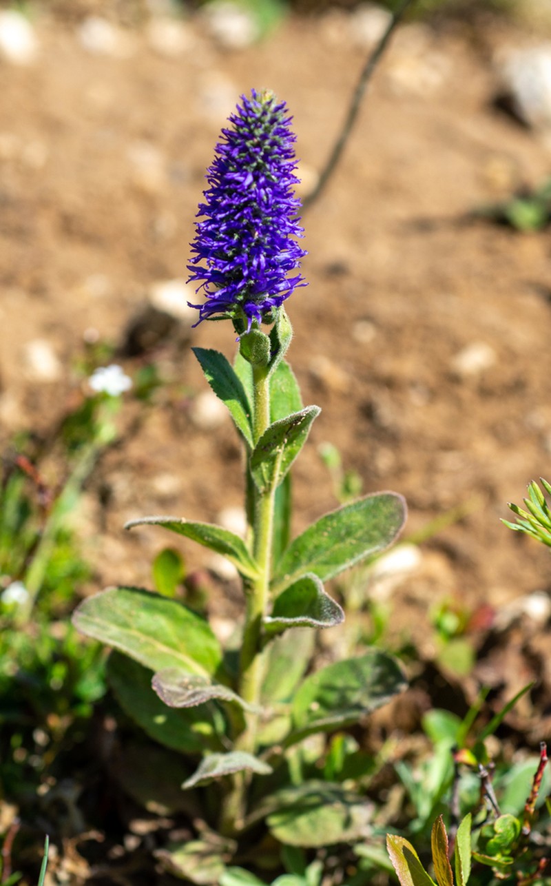 Veronica porphyriana photo 7