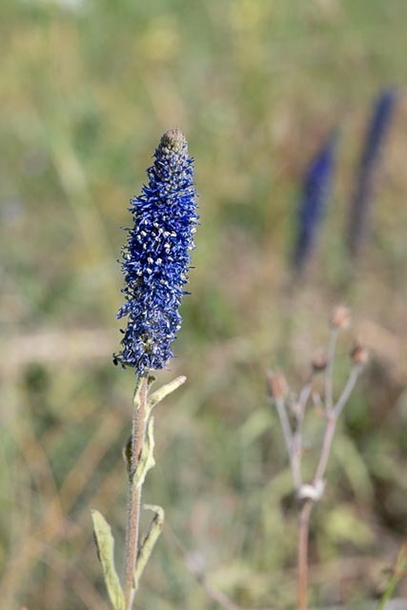 Veronica porphyriana photo 8