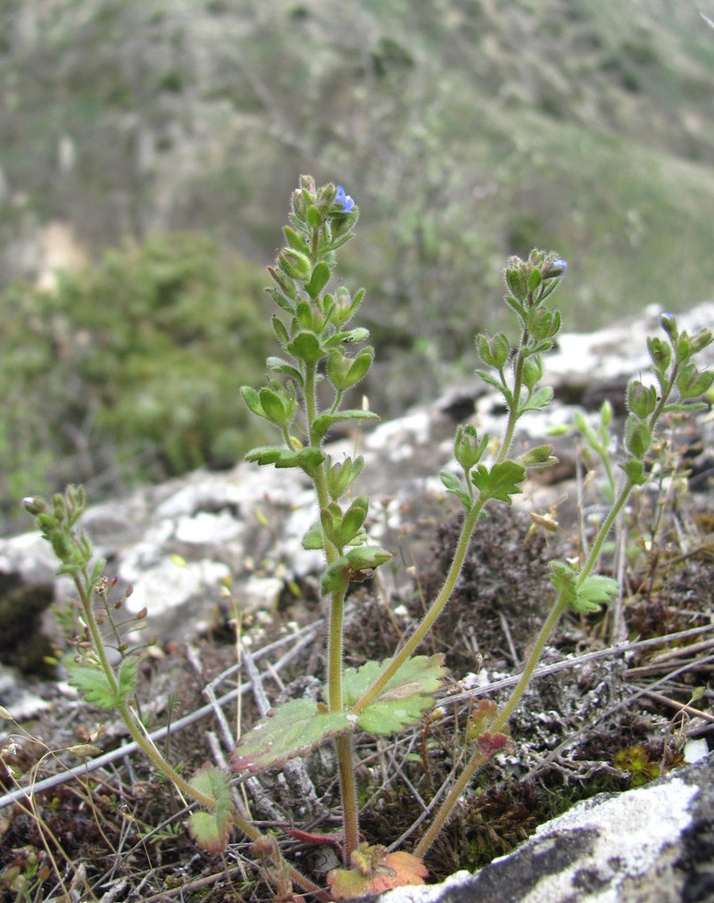 Veronica praecox photo 2