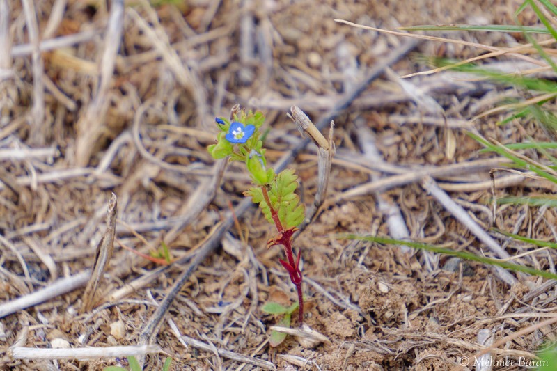 Veronica praecox photo 6