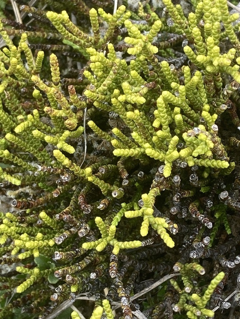 Veronica propinqua