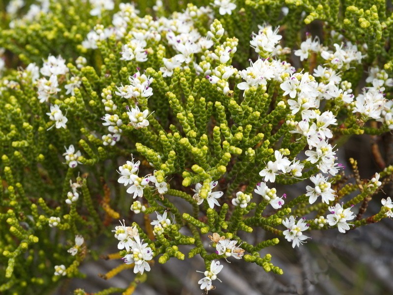 Veronica propinqua photo 2