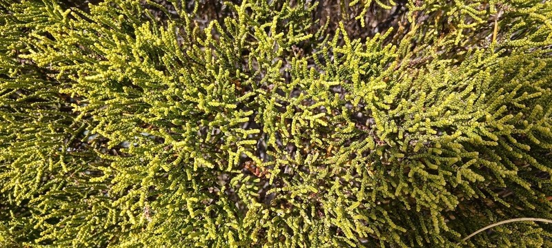 Veronica propinqua photo 3