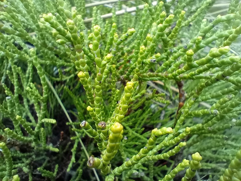 Veronica propinqua photo 5