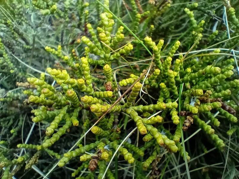 Veronica propinqua photo 8