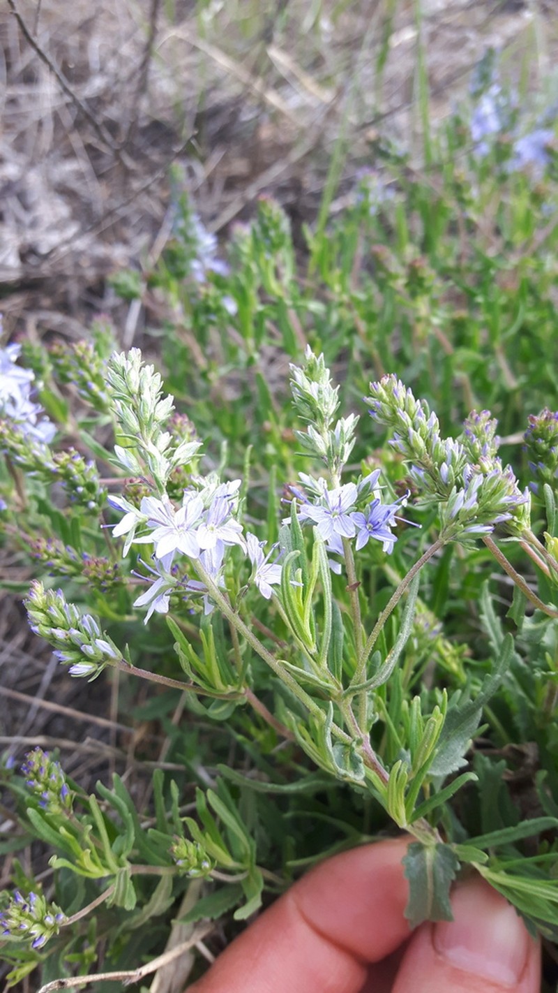 Prostrate Speedwell photo 2