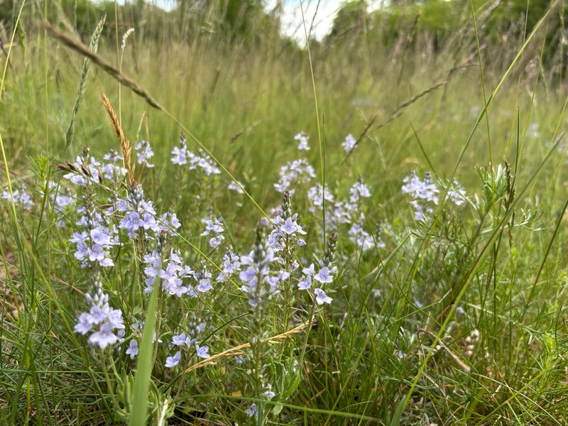 Prostrate Speedwell photo 3