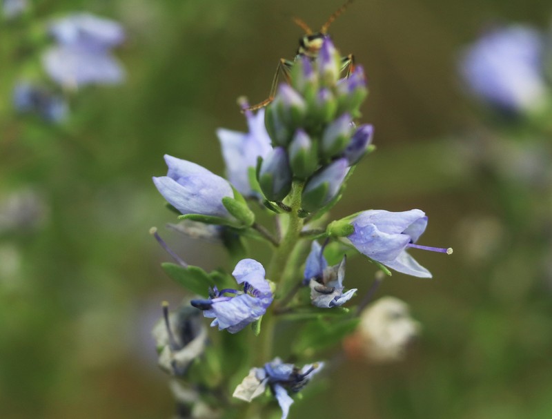 Prostrate Speedwell photo 4
