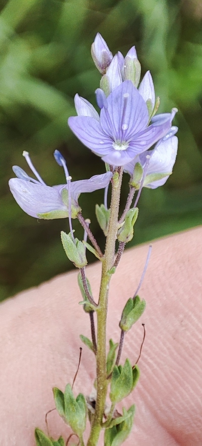 Prostrate Speedwell photo 5