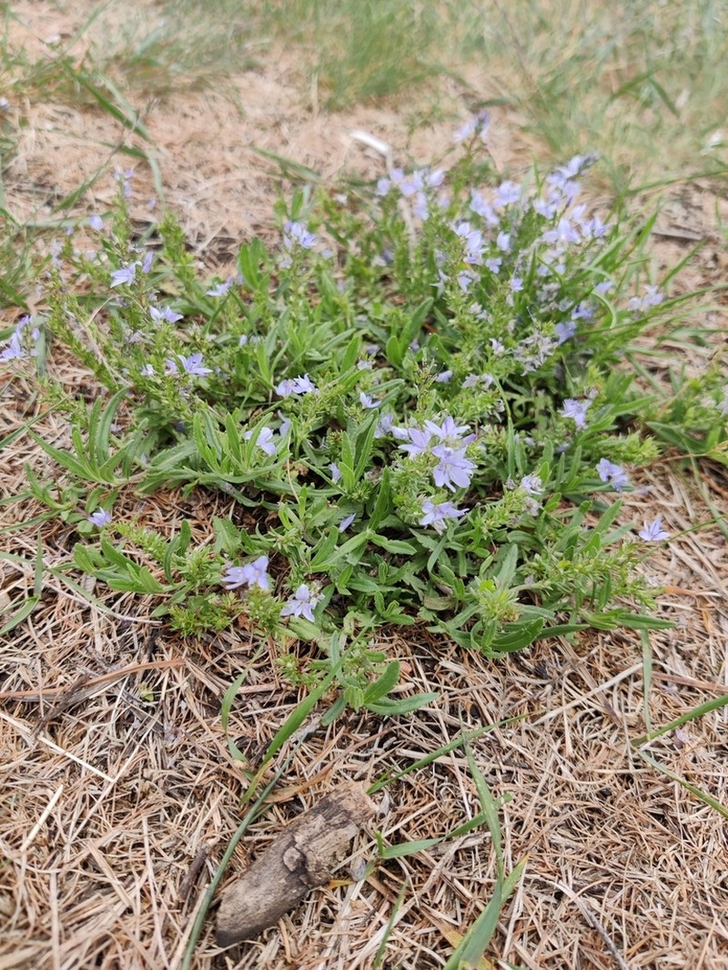 Prostrate Speedwell photo 6