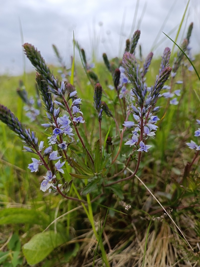 Prostrate Speedwell photo 7
