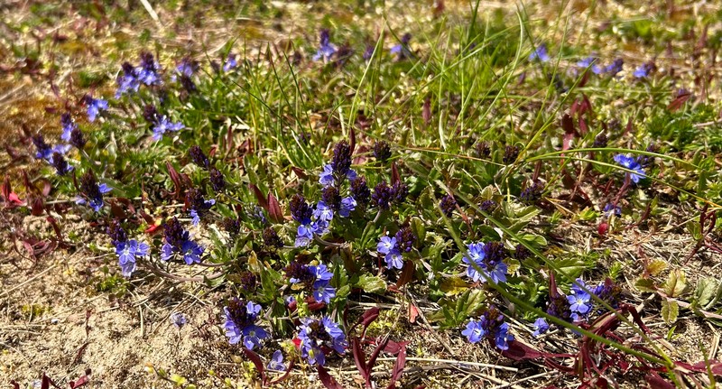 Prostrate Speedwell photo 4