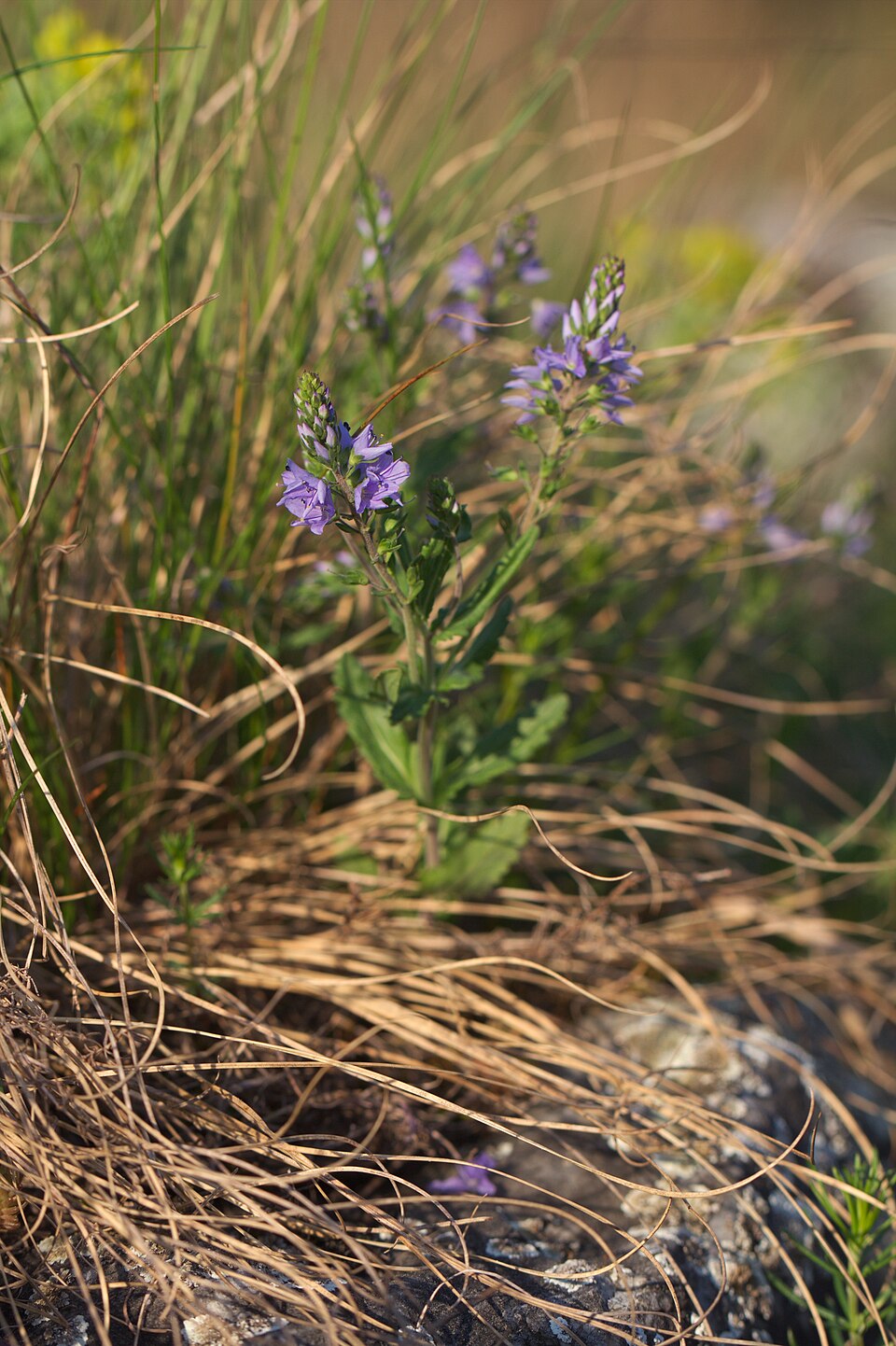 Prostrate Speedwell photo 5