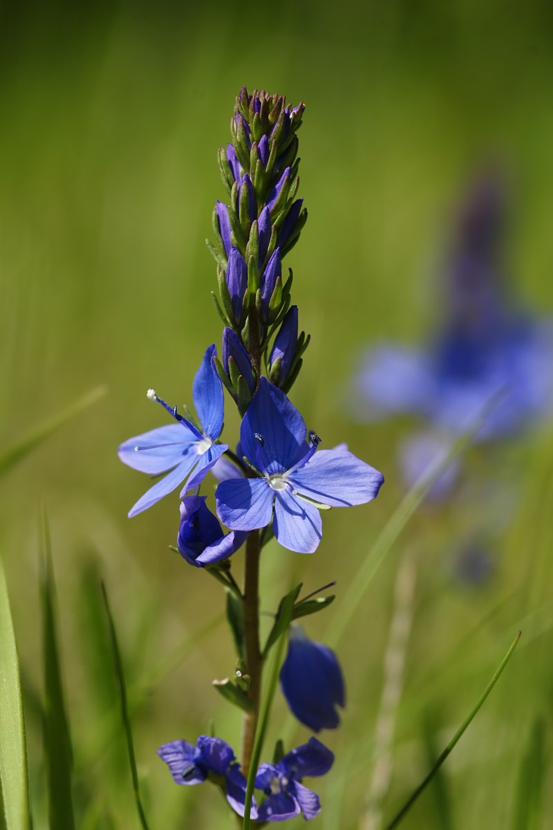 Prostrate Speedwell photo 6