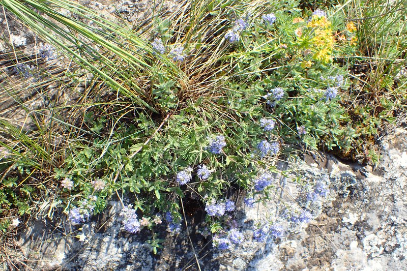 Prostrate Speedwell photo 7