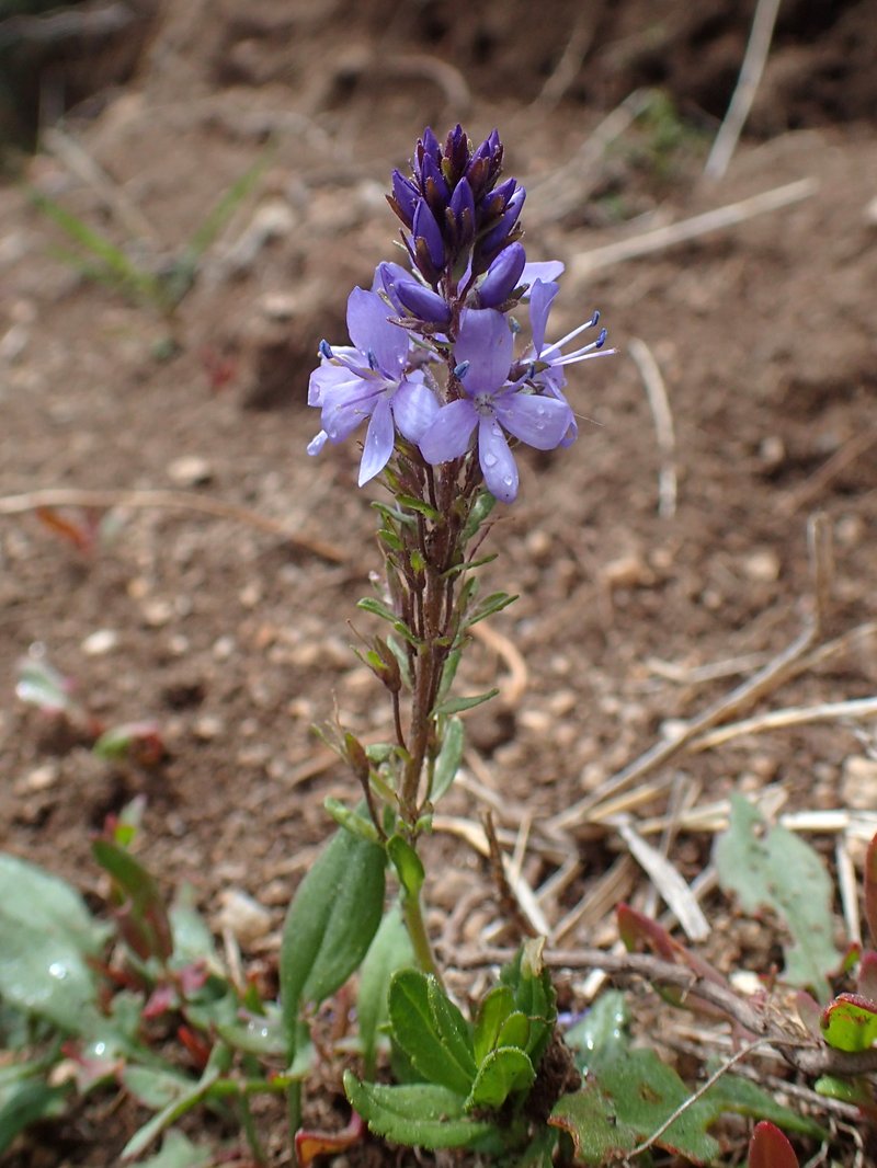 Prostrate Speedwell photo 8
