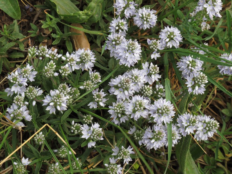 Prostrate Speedwell photo 2