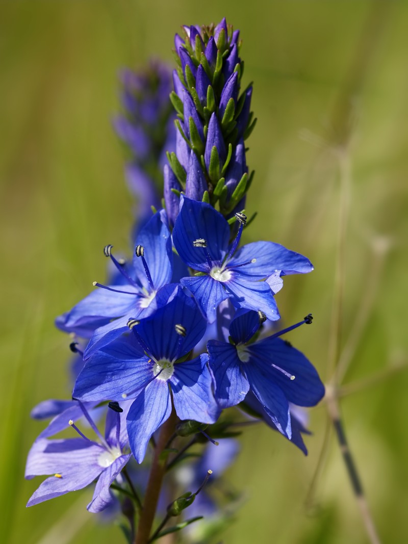 Prostrate Speedwell photo 3