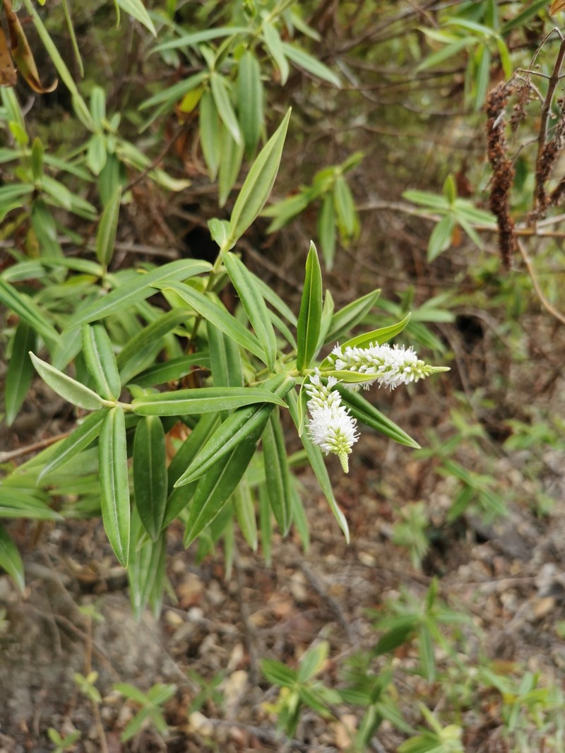 Veronica pubescens