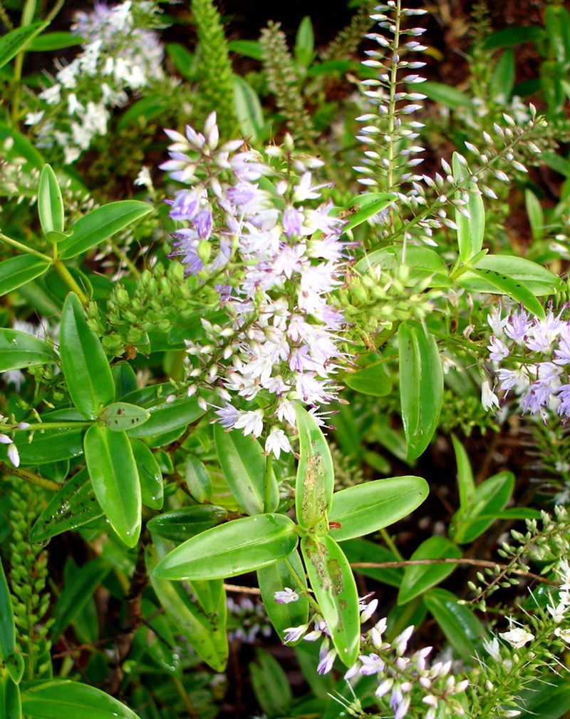 Veronica pubescens photo 2