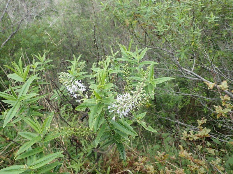 Veronica pubescens photo 3