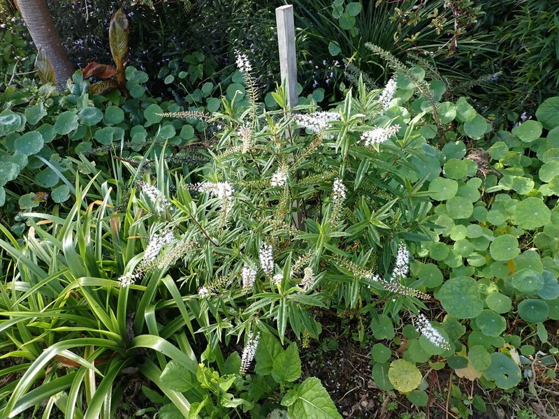 Veronica pubescens photo 4
