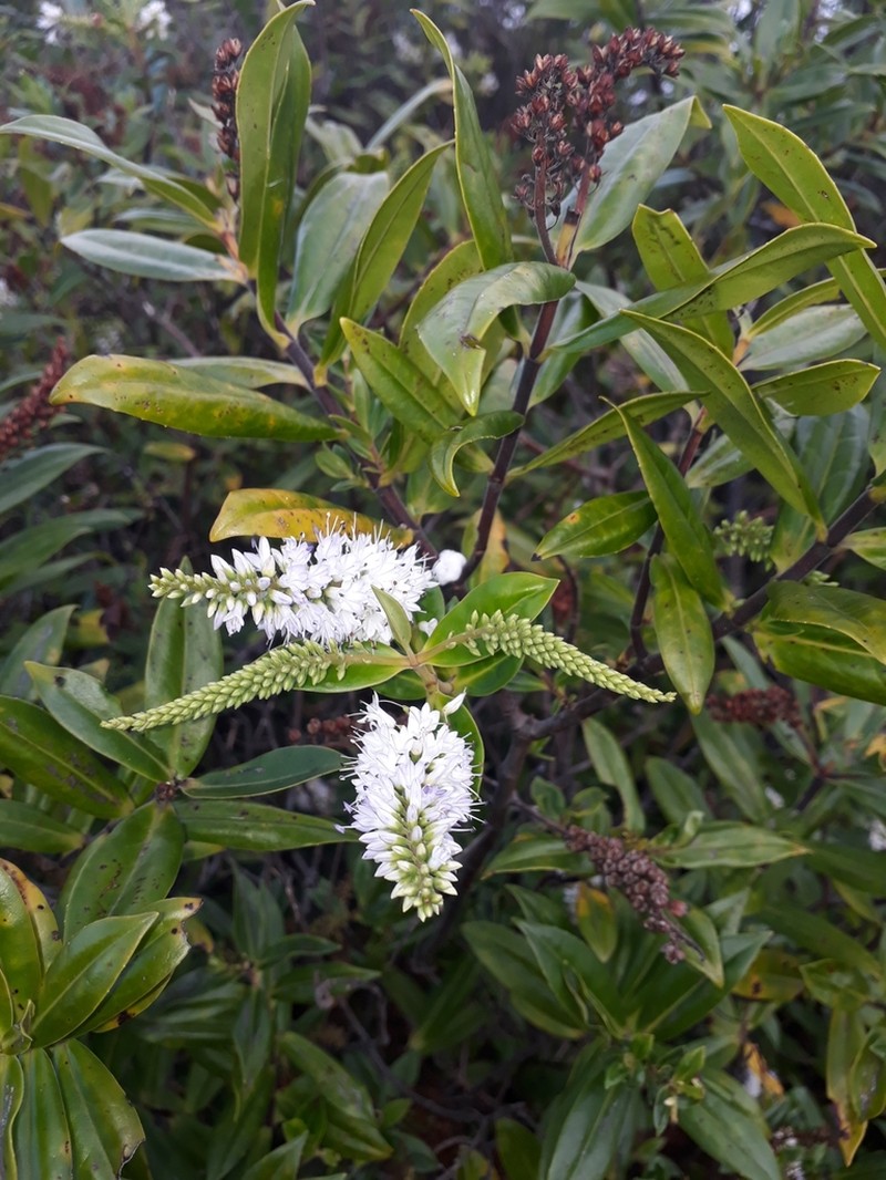 Veronica pubescens photo 6