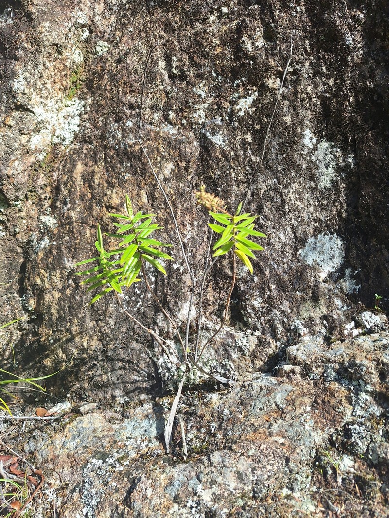 Veronica pubescens subsp. pubescens
