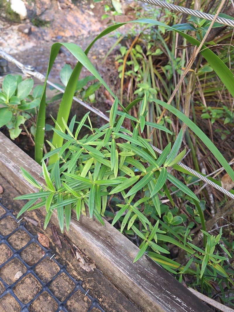 Veronica pubescens subsp. pubescens photo 2