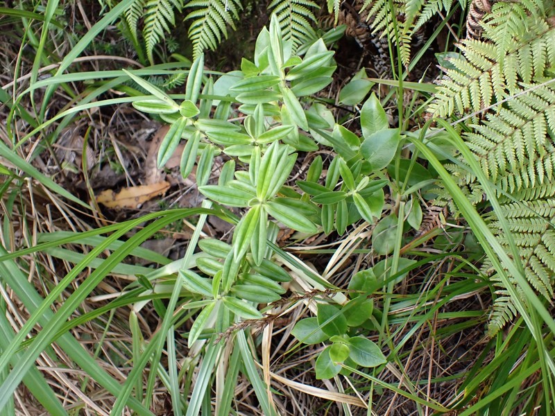 Veronica pubescens subsp. pubescens photo 3