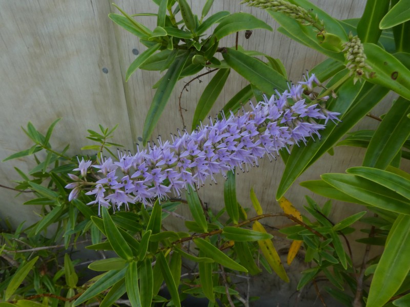 Veronica pubescens subsp. rehuarum photo 6