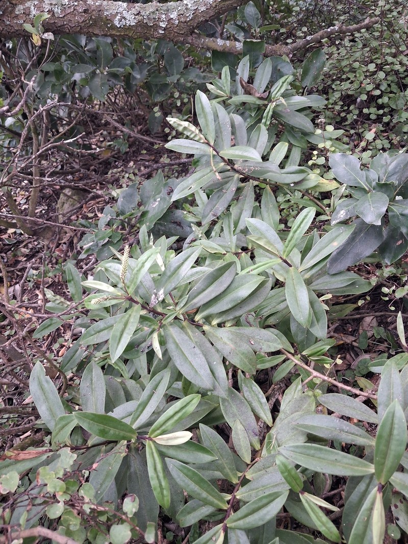 Veronica pubescens subsp. sejuncta photo 3