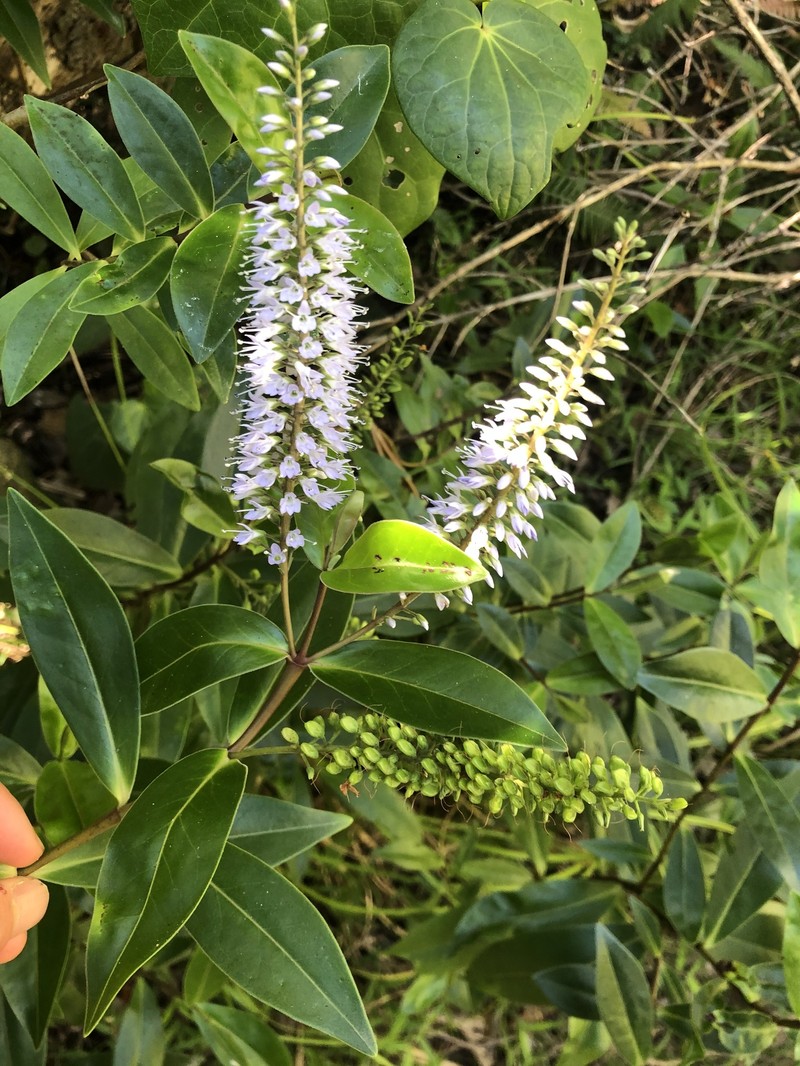 Veronica pubescens subsp. sejuncta photo 5