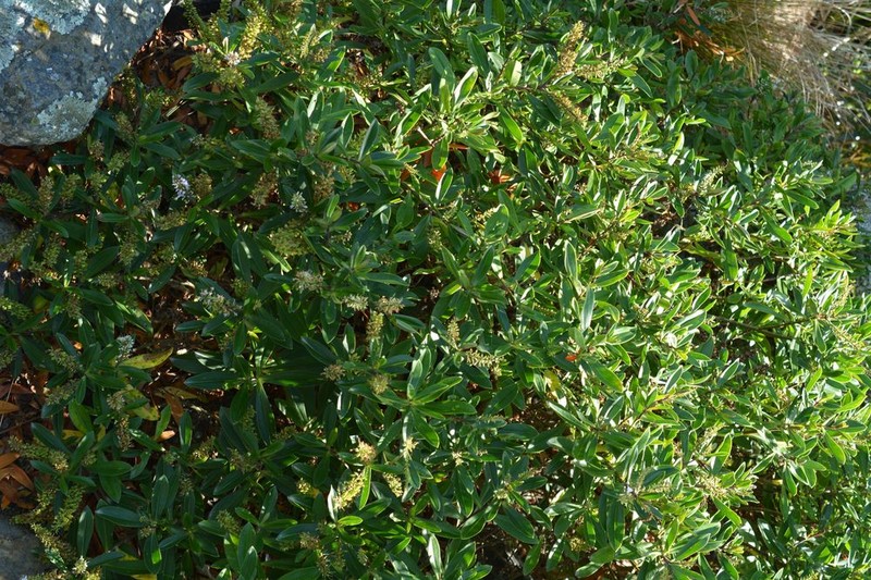 Veronica pubescens subsp. sejuncta photo 6