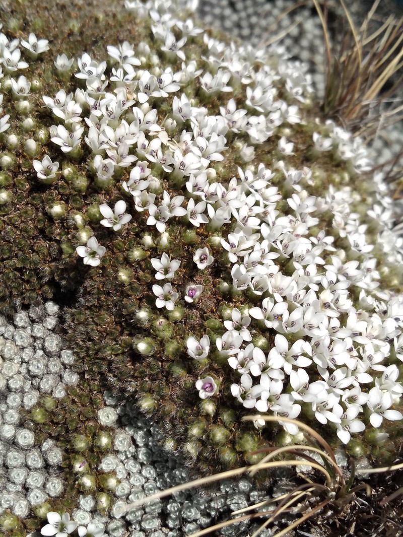 Veronica pulvinaris